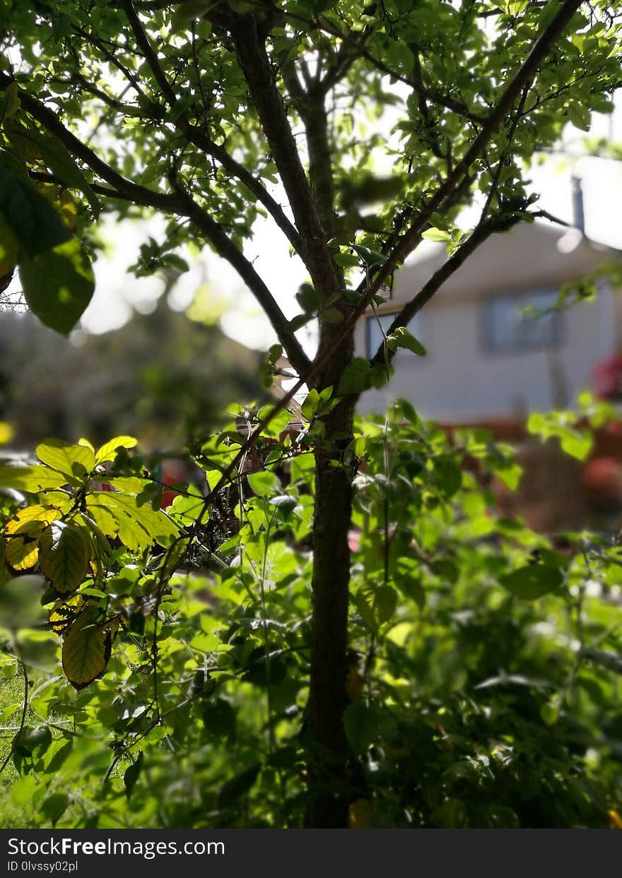 Tree, Branch, Plant, Vegetation