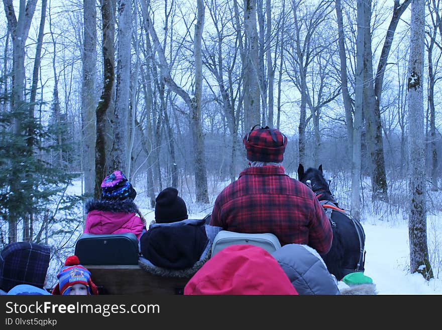 Snow, Winter, Tree, Wilderness