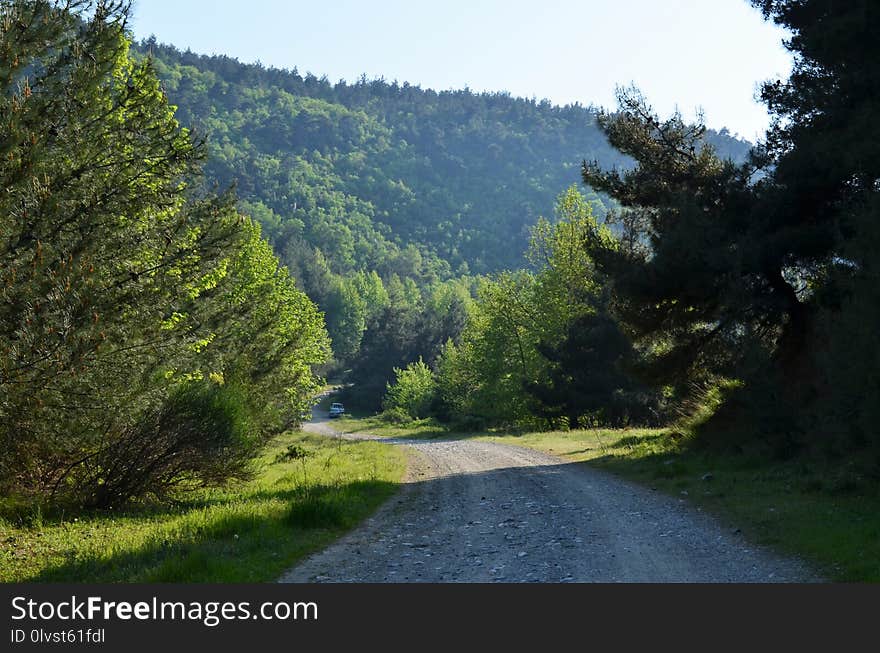 Road, Ecosystem, Nature, Vegetation