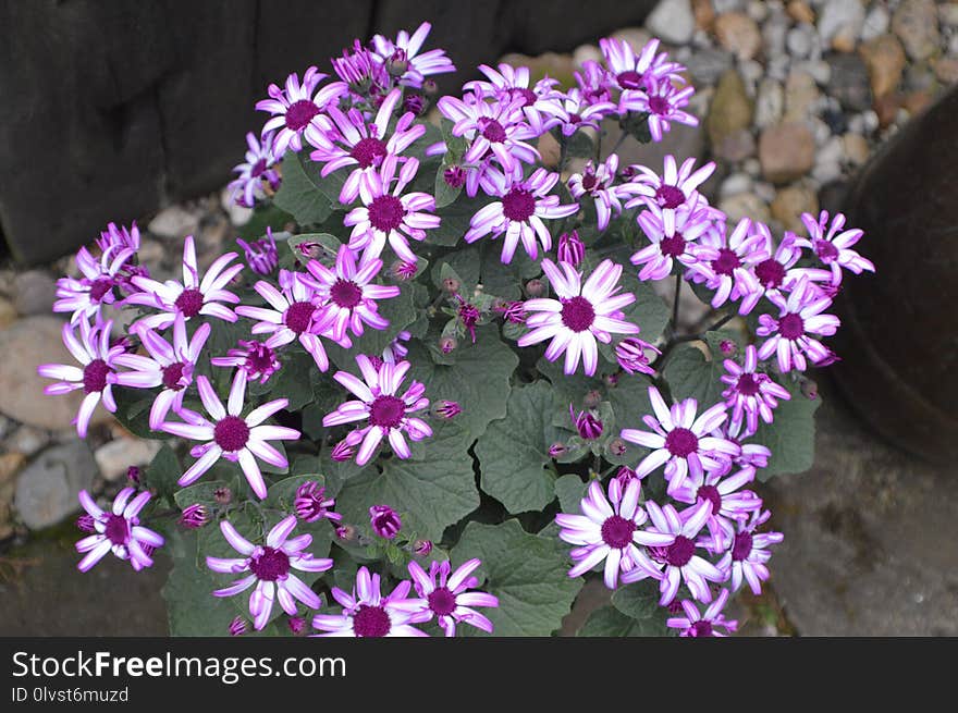 Flower, Plant, Flora, Purple