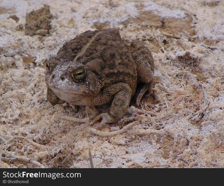 Toad, Amphibian, Terrestrial Animal, Frog