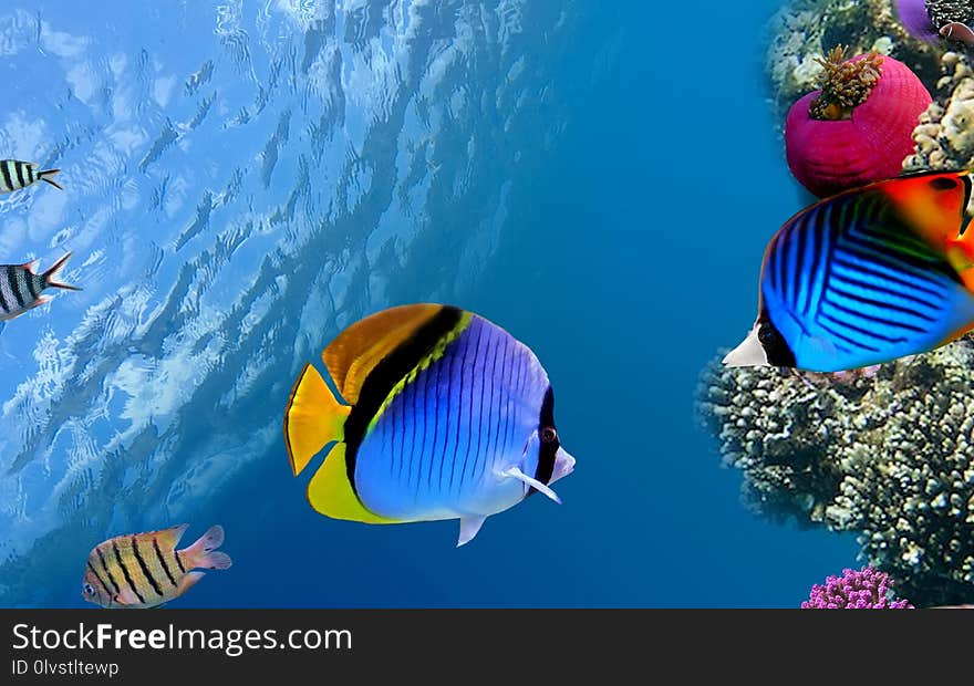 Ecosystem, Coral Reef Fish, Fish, Coral Reef