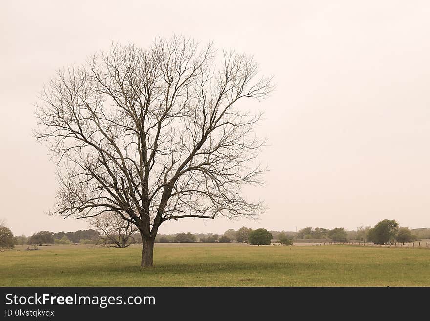 Tree, Sky, Woody Plant, Branch