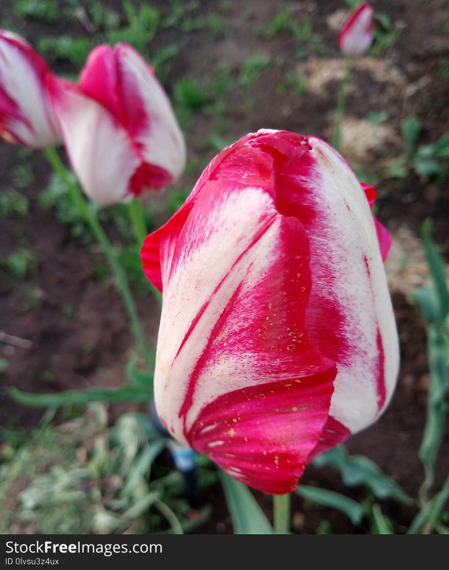 Flower, Plant, Tulip, Flowering Plant