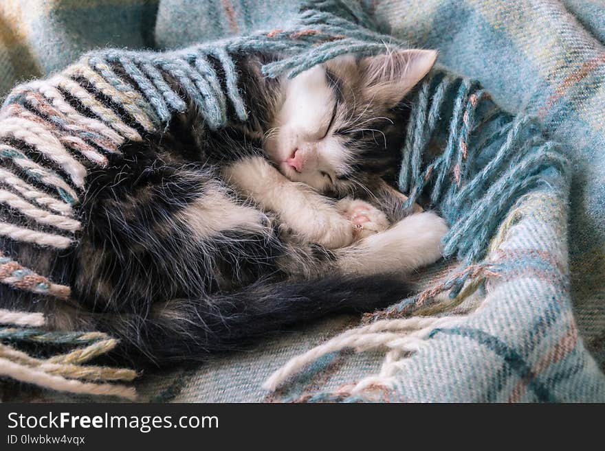 Closeup of little tabby kitten sleeping curled up in blue tartan blanket