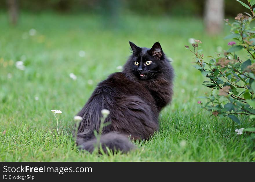 Black Norwegian forest cat female in garden with mouth open