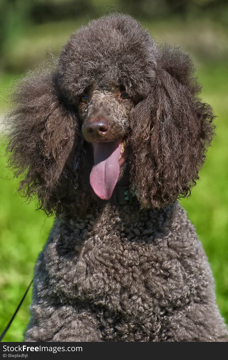 Brown royal poodle in the summer on the grass