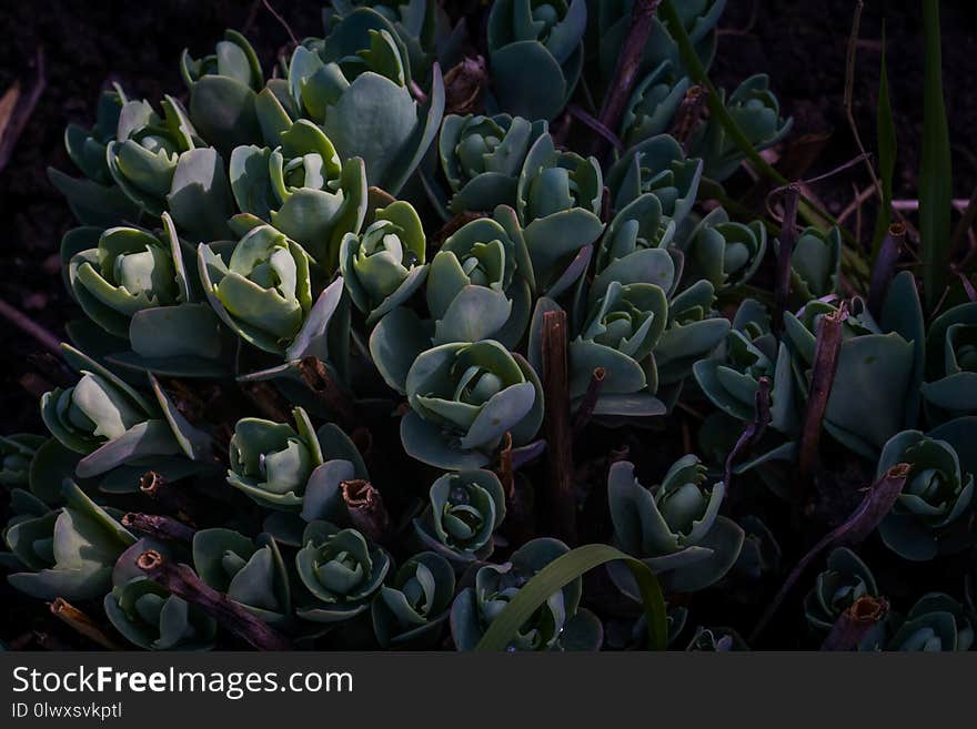 Close up of crassula succulent plant in the garden background. Close up of crassula succulent plant in the garden background.