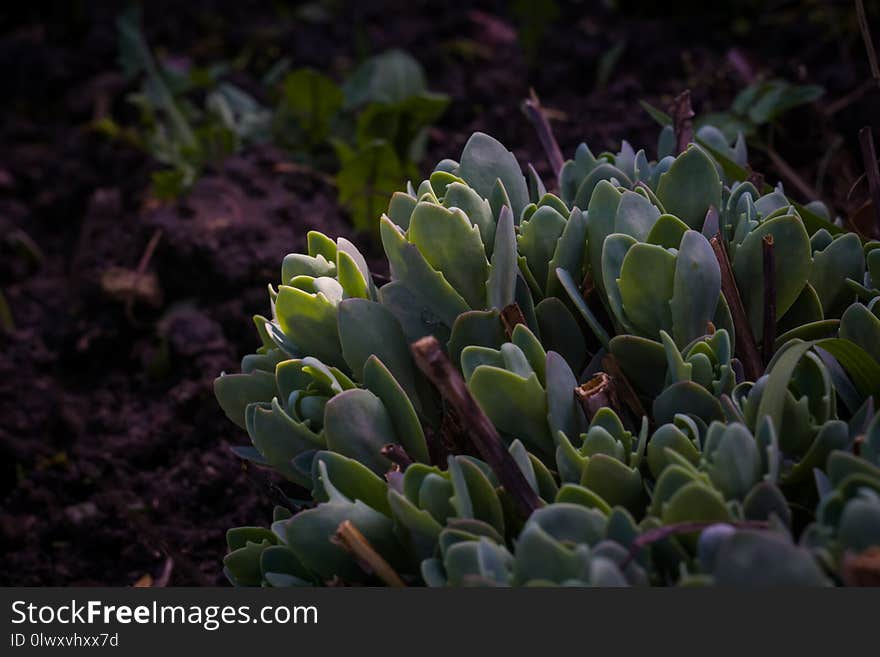 Close up of crassula succulent plant in the garden background. Close up of crassula succulent plant in the garden background.