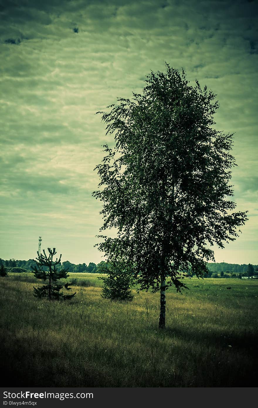 Summer rural meadow landscape with a tree and green grass. Summer rural meadow landscape with a tree and green grass.