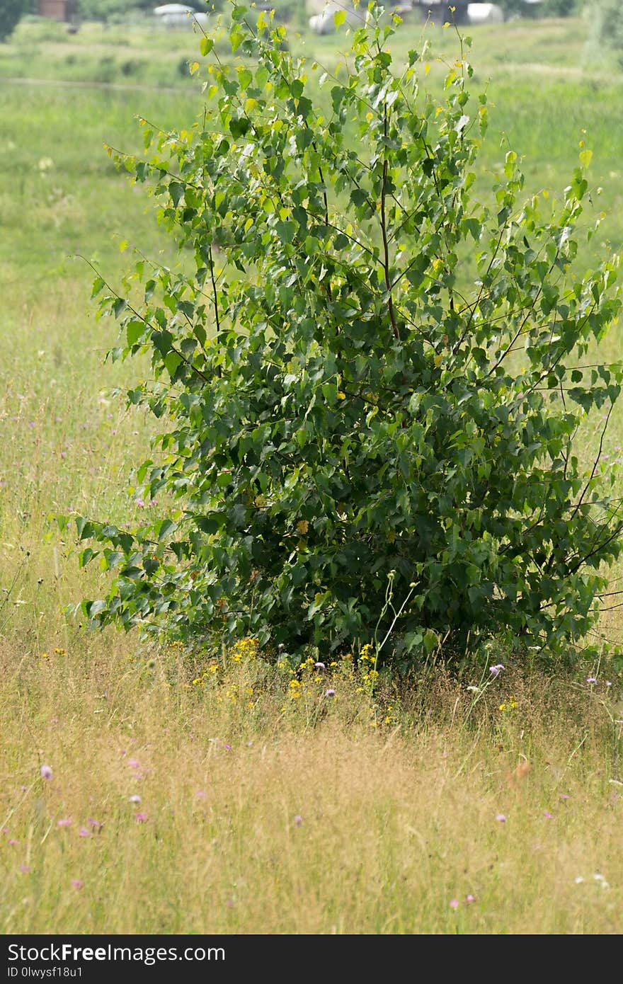 Summer rural meadow landscape with a tree and green grass. Summer rural meadow landscape with a tree and green grass.