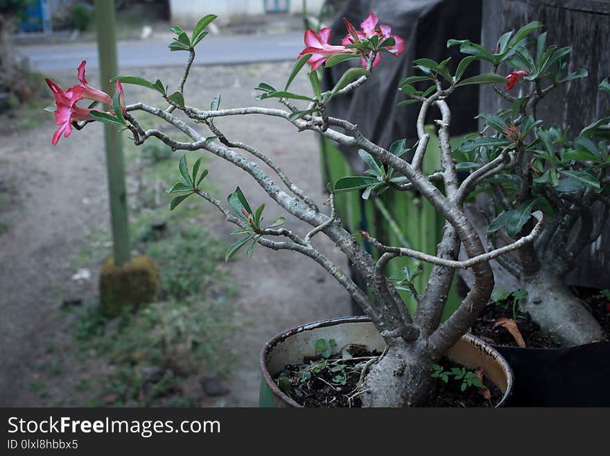 Frangipani flower plants that are on the home page, this frangipani flower is very beautiful with a beautiful tree