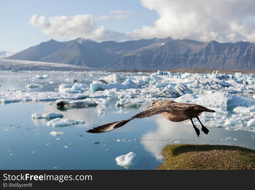 Big bird taking off above icebergs in Jokulsarlon.