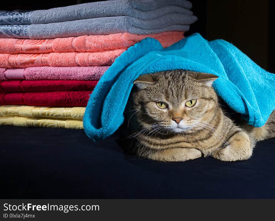 Cat lying near a stack of various colors towels on a dark background