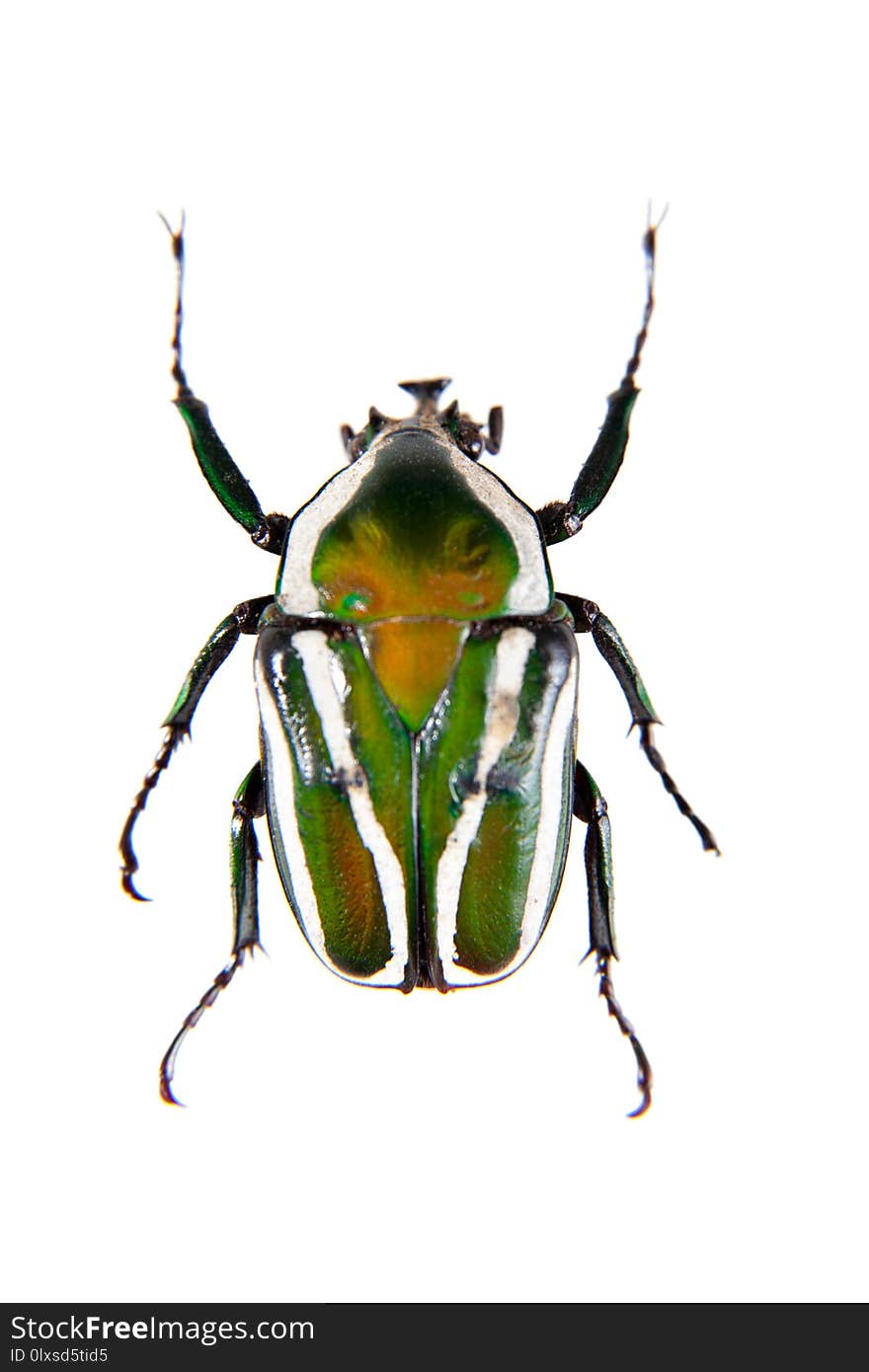 Stripped green beetle in museum isolated on the white background. Stripped green beetle in museum isolated on the white background