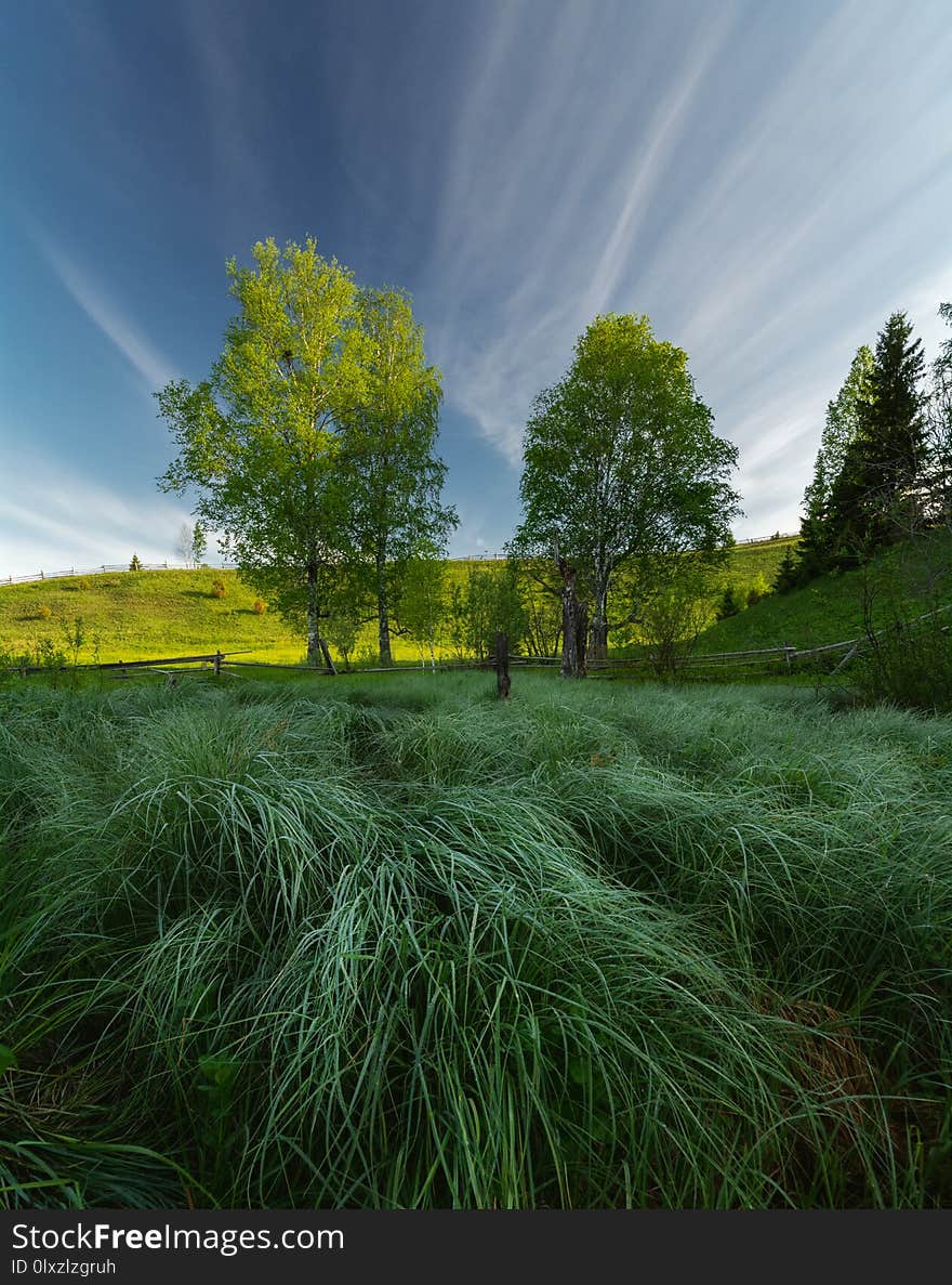 Morning hour. Two trees lit by the dawn sun. In the foreground swamp grass in dew