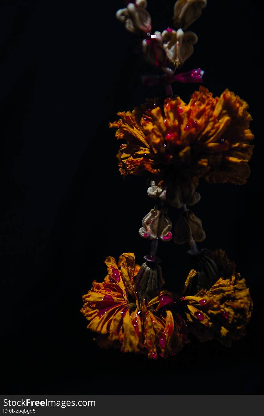 Bleeding with the dried flower garland situate on a black background.