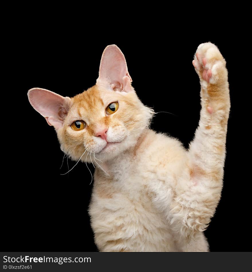 Funny Portrait of Playful Haired Ginger Sphynx Cat play with paw on Isolated Black background. Funny Portrait of Playful Haired Ginger Sphynx Cat play with paw on Isolated Black background