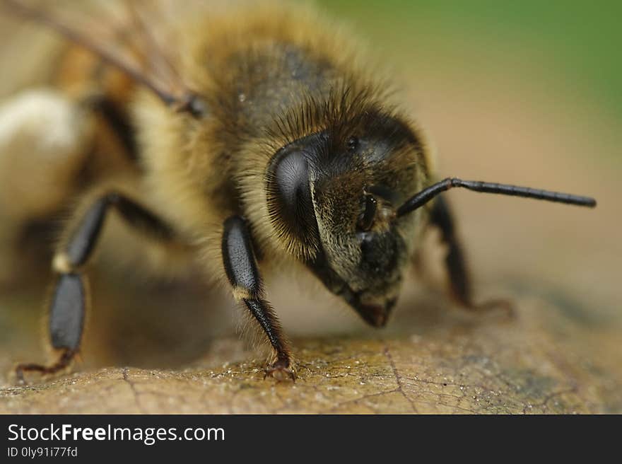 Macro photo of the European honey bee in its natural habitat in Denmark. Macro photo of the European honey bee in its natural habitat in Denmark