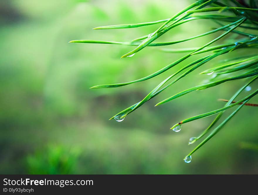 After the spring rain. Coniferous needles with raindrops.