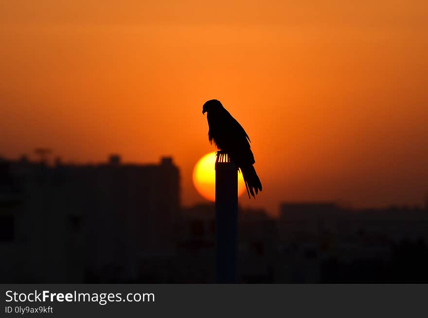 Silhouettes of An Eagle with a Beautiful Sunset