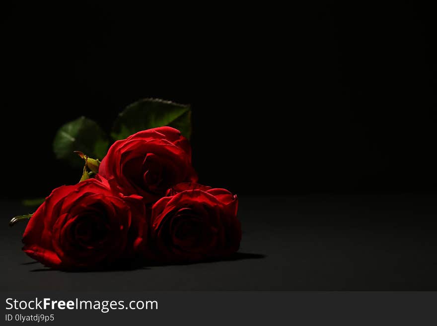 Beautiful roses on dark background with space