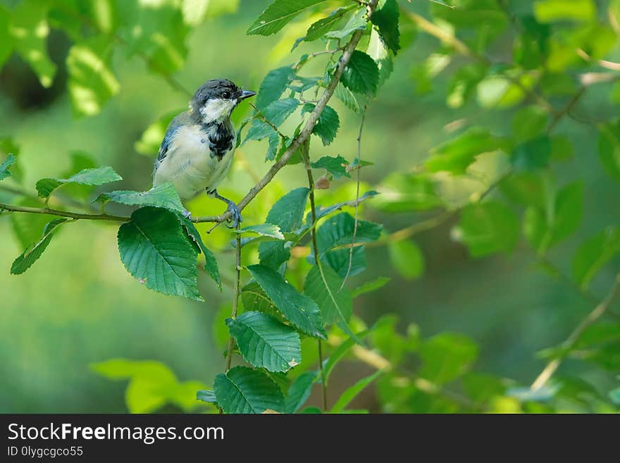 Great Tit