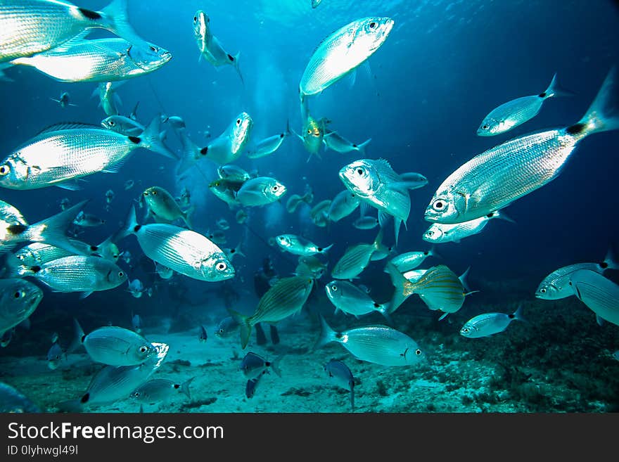 Fish surround divers in the bay near the Santa Marija caves on the Mediterranean island of Comino. Fish surround divers in the bay near the Santa Marija caves on the Mediterranean island of Comino
