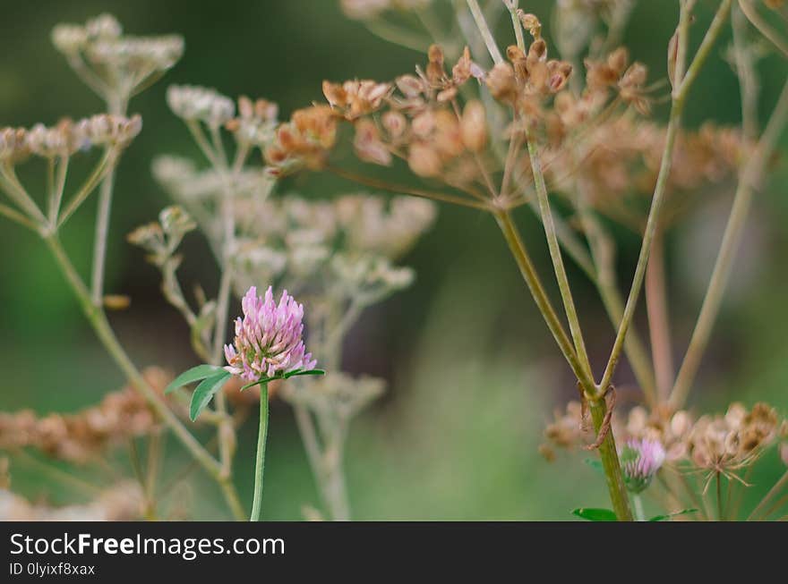 Summer Flowers