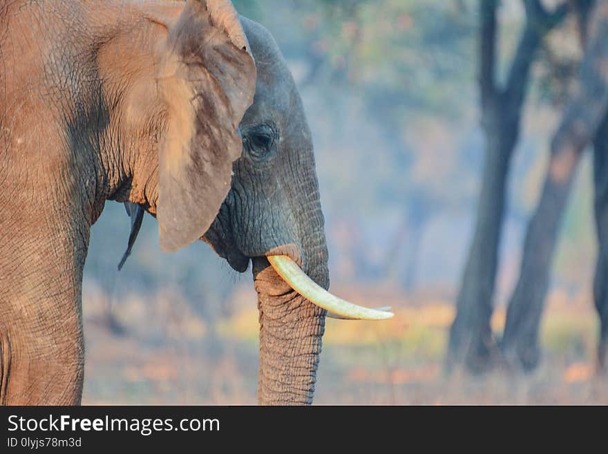 Elephants in the Etosha National Park Namibia South Africa . Elephants in the Etosha National Park Namibia South Africa .