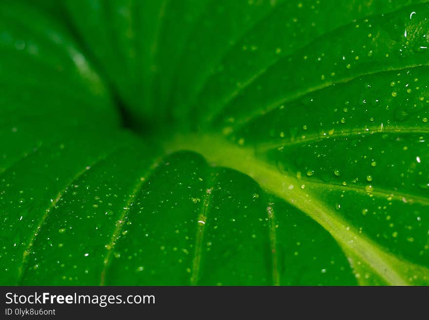 Host green leaves of summer the concept of macro drops. Host green leaves of summer the concept of macro drops