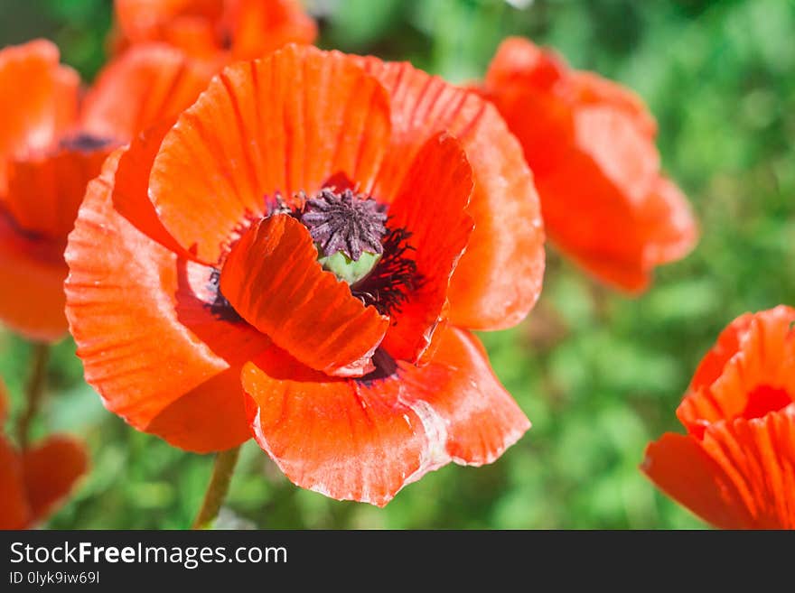 Red poppy flower