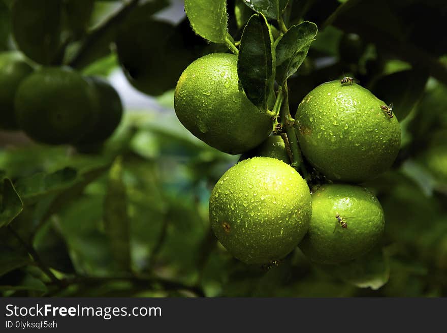 Water Drops On Lemonade