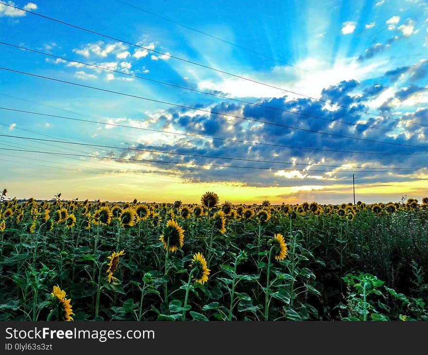 Beautiful dawn in the field of sunflowers. The Russian fields. Yellow flowers and amazing sky. Beautiful dawn in the field of sunflowers. The Russian fields. Yellow flowers and amazing sky.