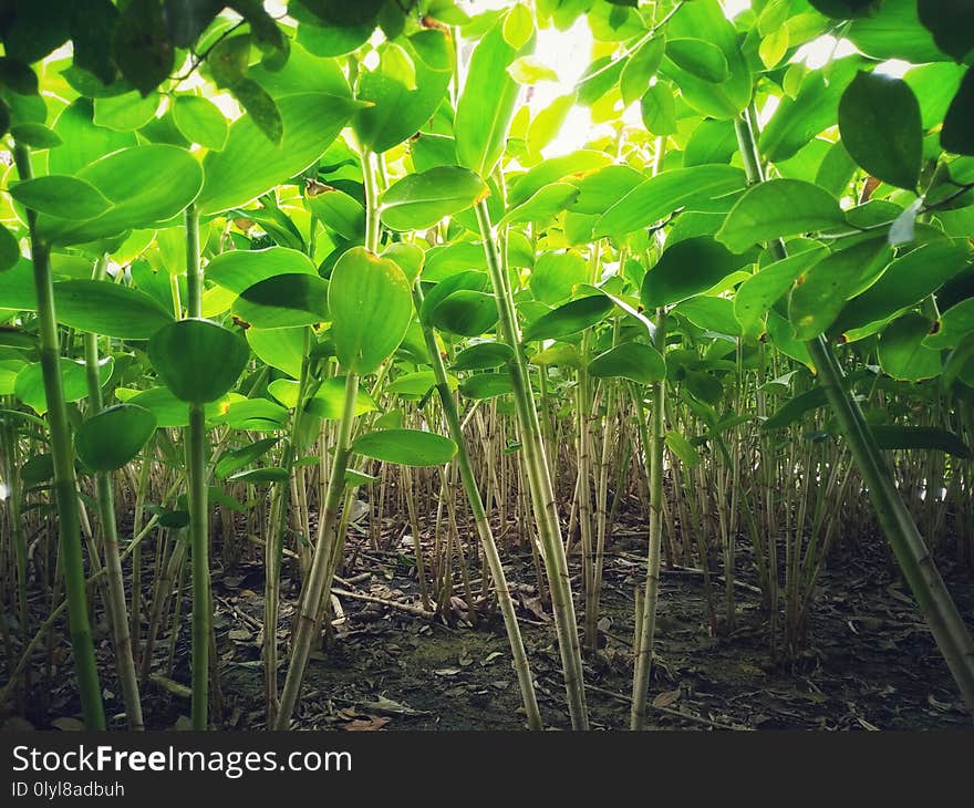 The green leaves and fresh atmosphere through sunlight. The green leaves and fresh atmosphere through sunlight.