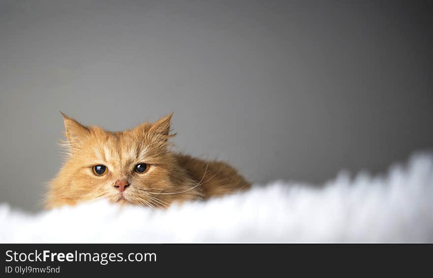 Red cat lying on a white blanket and looking at the camera. A cute ginger cat lies in bed. The fluffy pet looks curiously. Cozy home background.