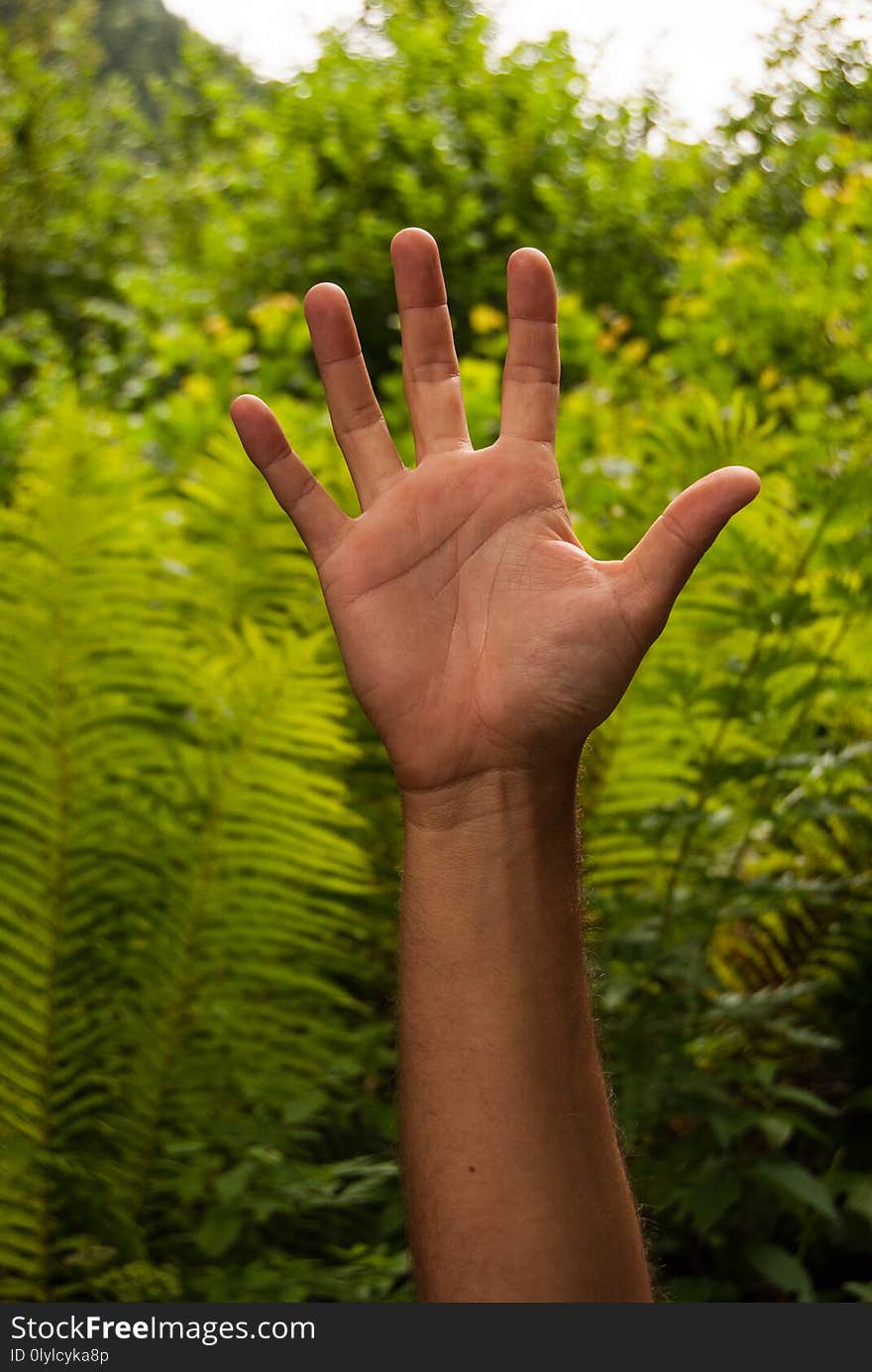 A open hand of a man and green leaves behind. A open hand of a man and green leaves behind