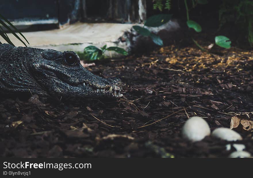 Alligator watching over her eggs. side portrait view of crocodile with big black eye sharp thief focus