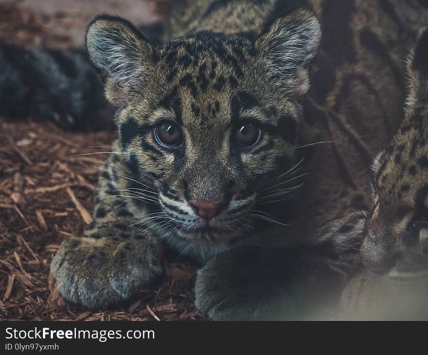 Cute close up of young clouded leopard neofelis nebulosa looking into camera