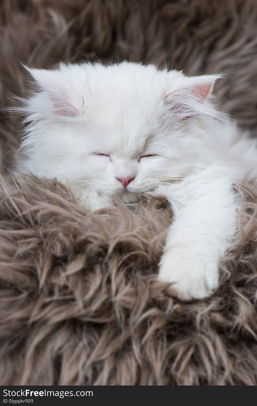 Perisan kitten sleeping on a sheep fur and looking to the camera