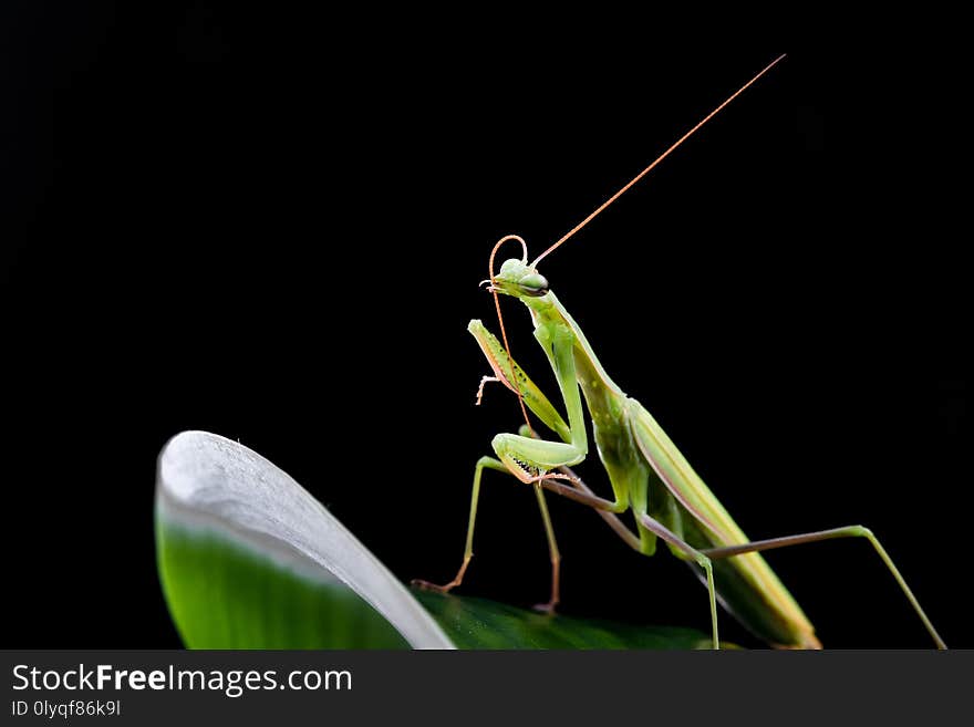 Young mantis sitting on an grass stalk. Close up photo