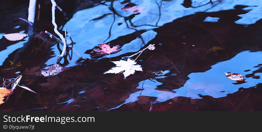 White and yellow maple leaves in the water of the river during the fall season. Autumn rainy day background. Awesome maple leaf and blue sky reflected on surface of the lake.