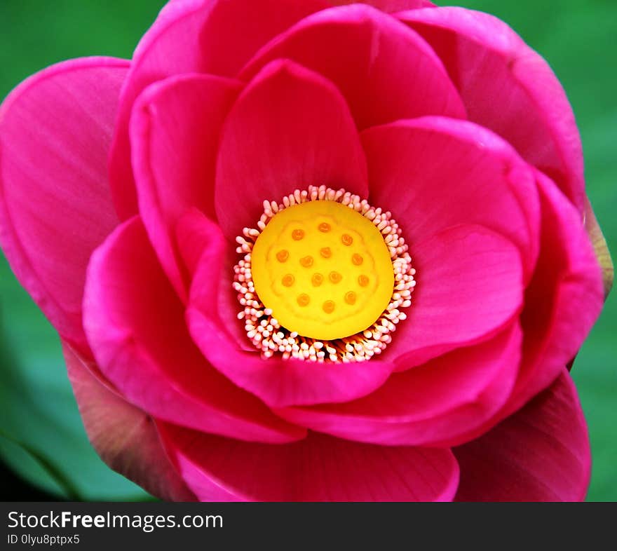 Lotus flower photographed in northern China