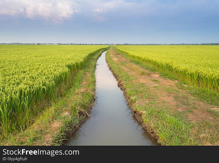 Road in Rice field scenery in the countryside.