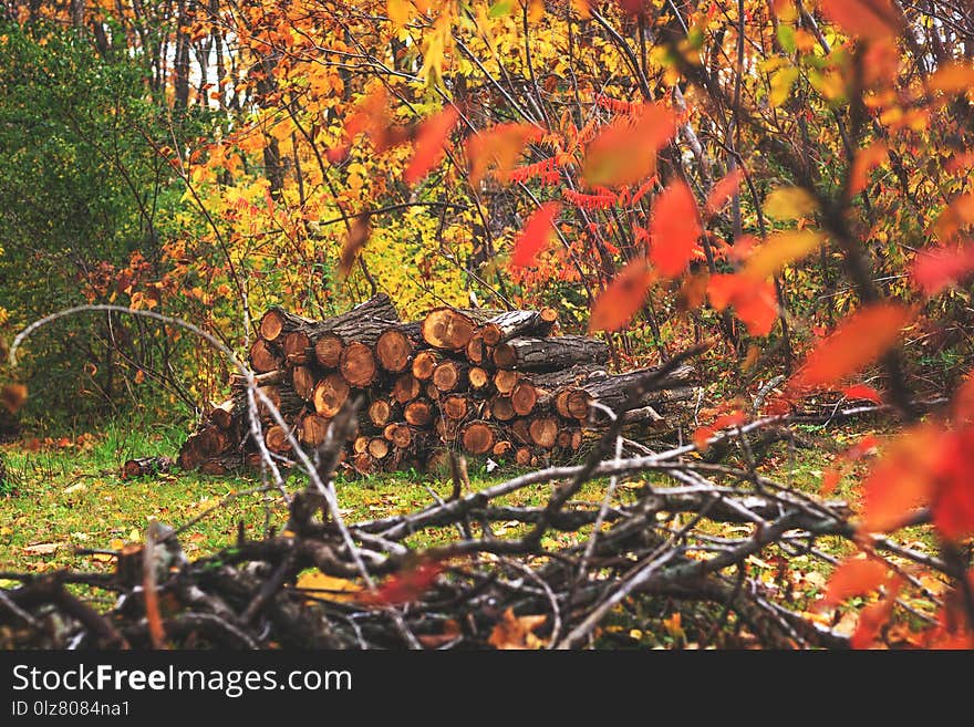 Pile of wood in autumn forest landscape. Heap of cut and stacked