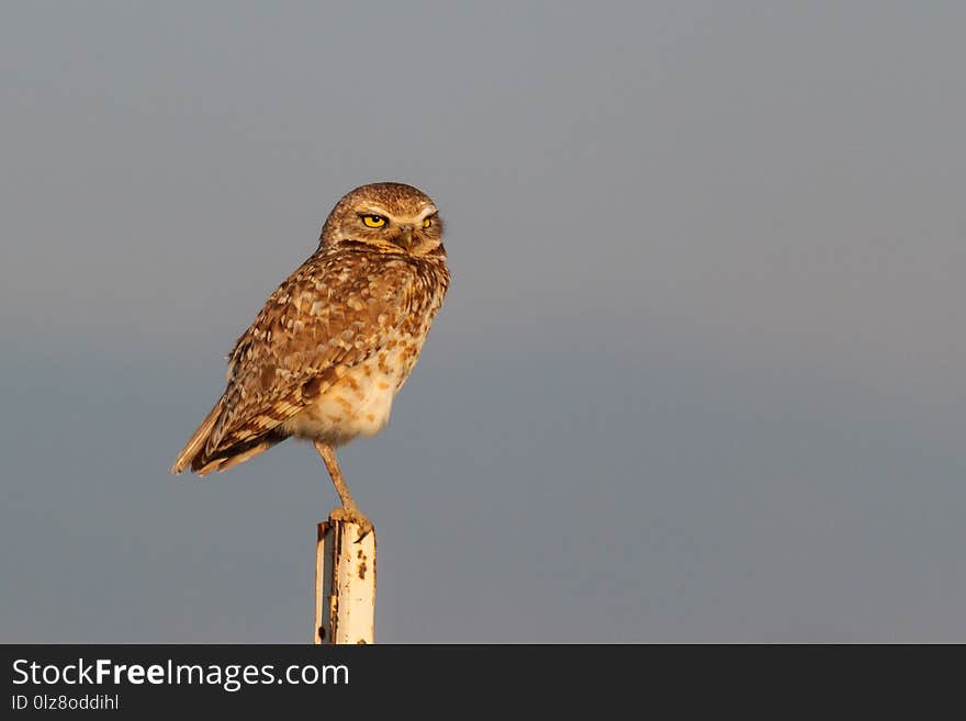 Burrowing Owl On a Fence