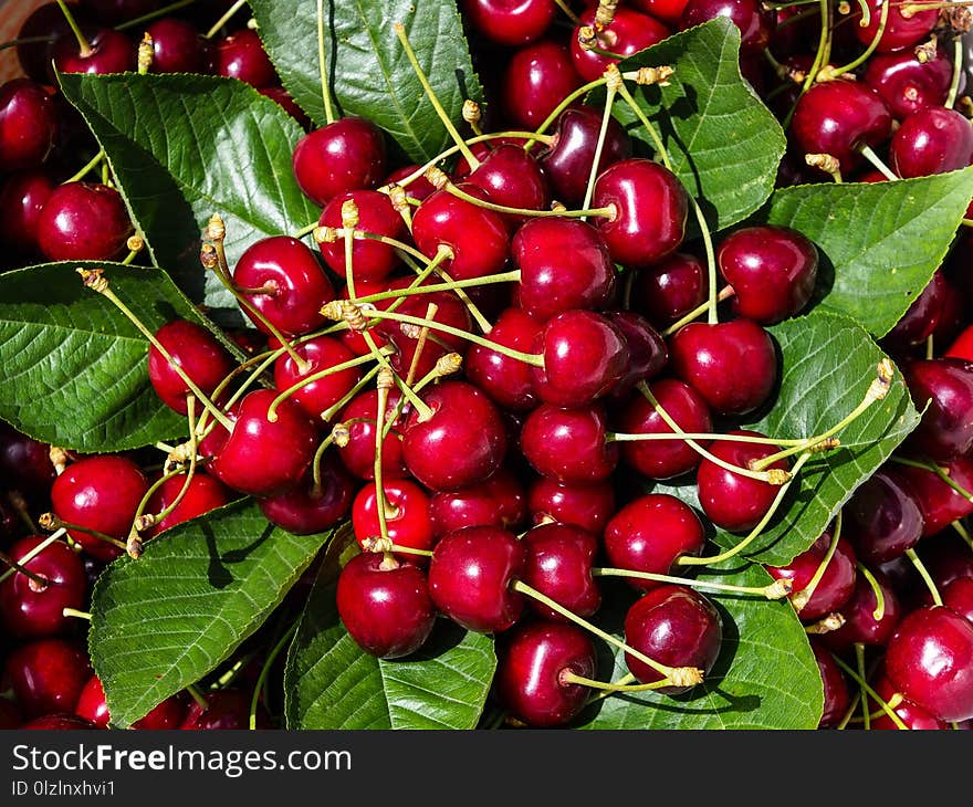 Collected newly organic red cherries on green leaves. summer fruit for healthy lifestyle and diet.