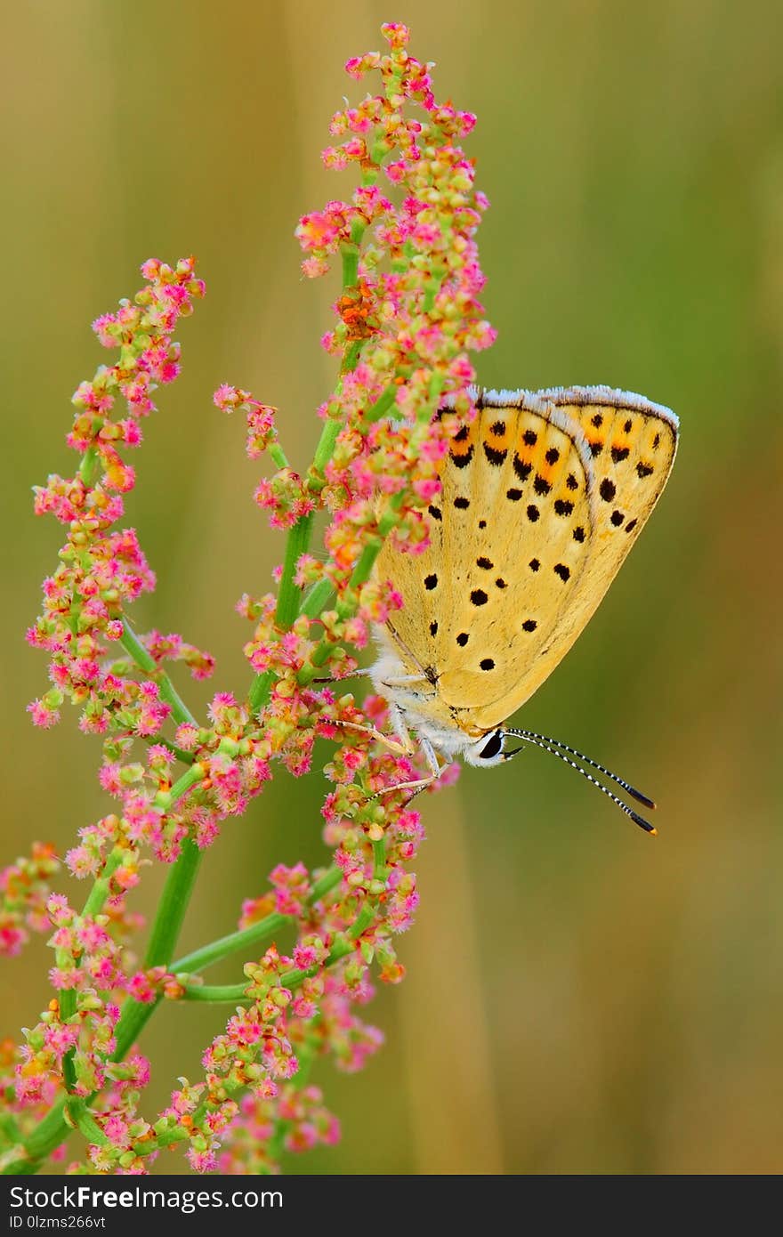 The butterfly rests after collecting nectar from the flowers on the meadow. Motionless. Taken with a macro lens at dusk. The butterfly rests after collecting nectar from the flowers on the meadow. Motionless. Taken with a macro lens at dusk.