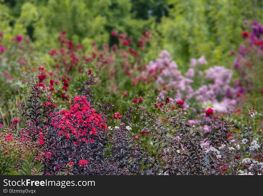 A Crepe Myrtle background with in focus flowers and trees in foreground and blurred flowers in back - room for copy