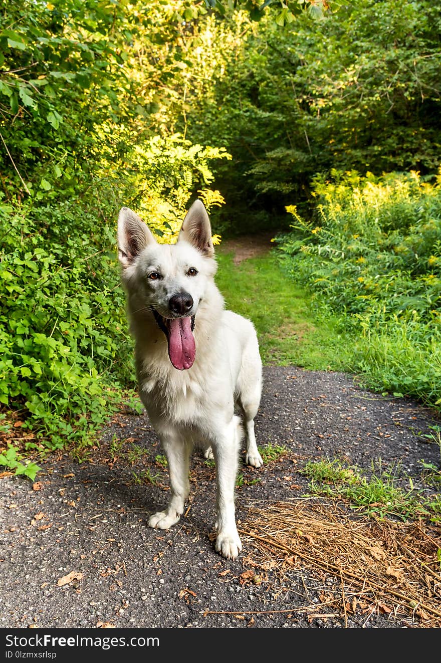 White Swiss Shepherd dog standing in the park